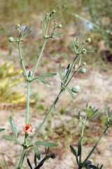 Zygophyllum ovigerum