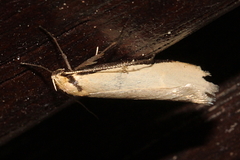 Philobota protecta