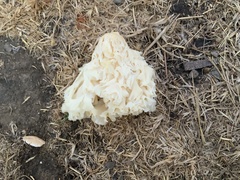 Basidiomycota