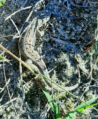 Liolaemus wiegmannii