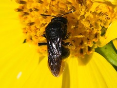 Protandrena aethiops