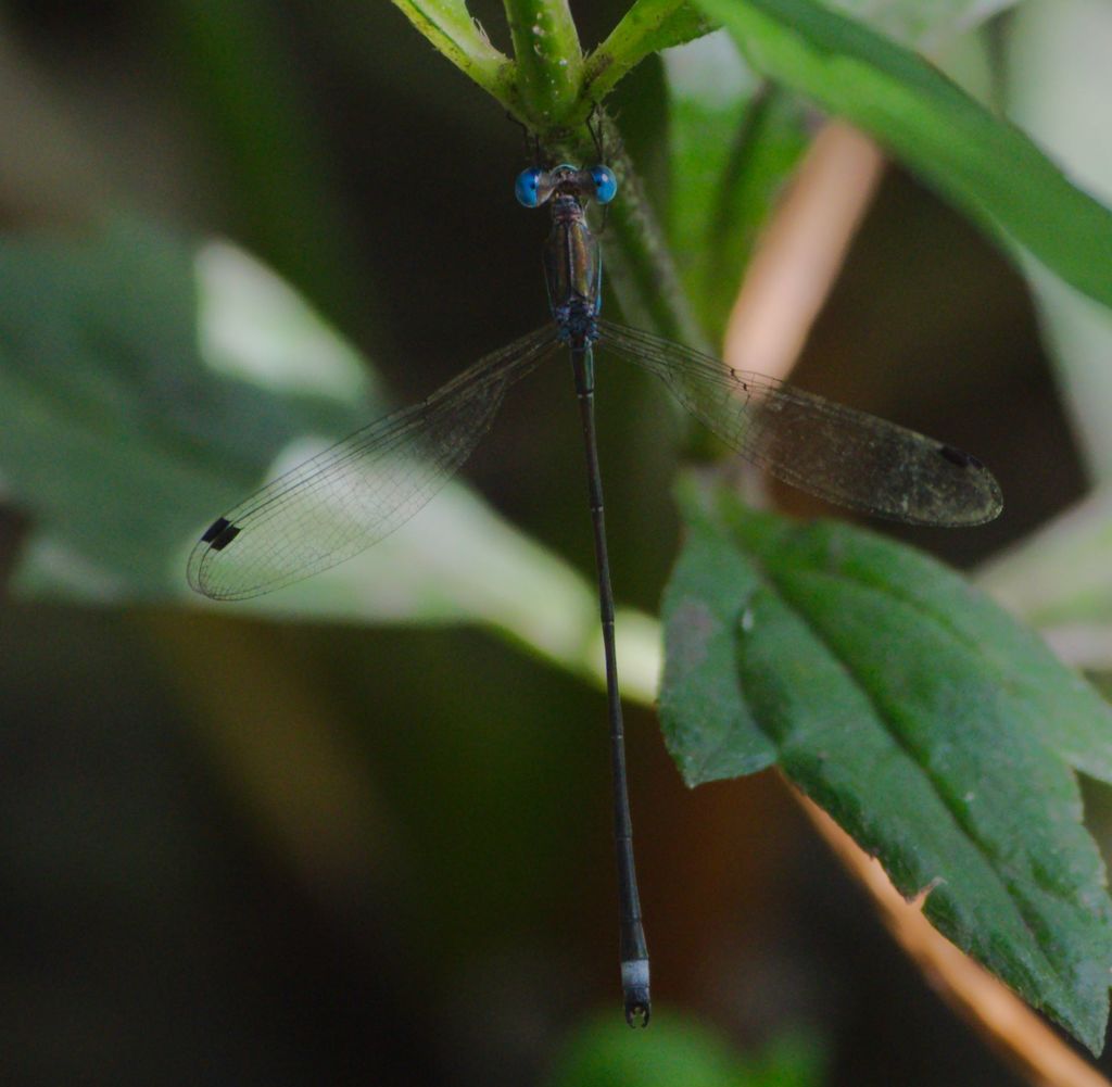 Blue-striped Spreadwing