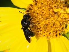 Protandrena aethiops