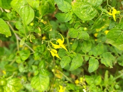 Solanum pimpinellifolium