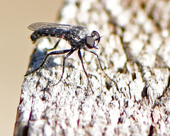 Backomyia