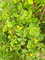 Solanum pimpinellifolium