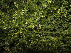 Galium latoramosum