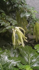 Ledenbergia peruviana