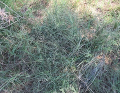 Eragrostis curtipedicellata