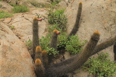 Haageocereus versicolor