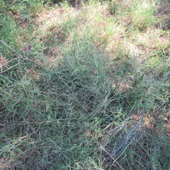 Eragrostis curtipedicellata