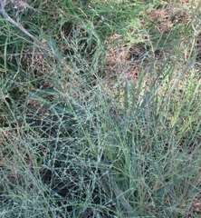 Eragrostis curtipedicellata