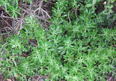 Sedum praealtum