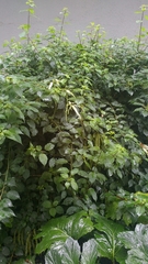 Ledenbergia peruviana