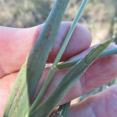 Eragrostis curtipedicellata