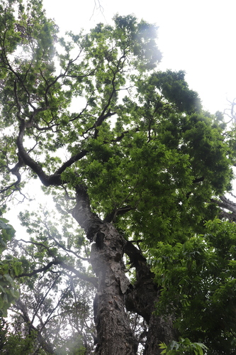 Sapindus thurstonii