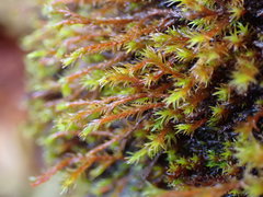 Schistidium papillosum