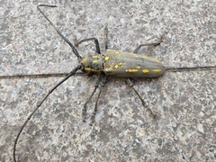 Batocera lineolata