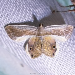 Opisthoxia formosante