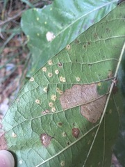 Polystepha pustuloides