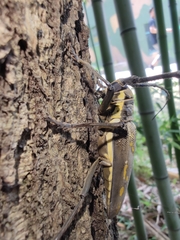 Batocera lineolata