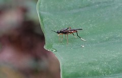 Campeprosopa longispina