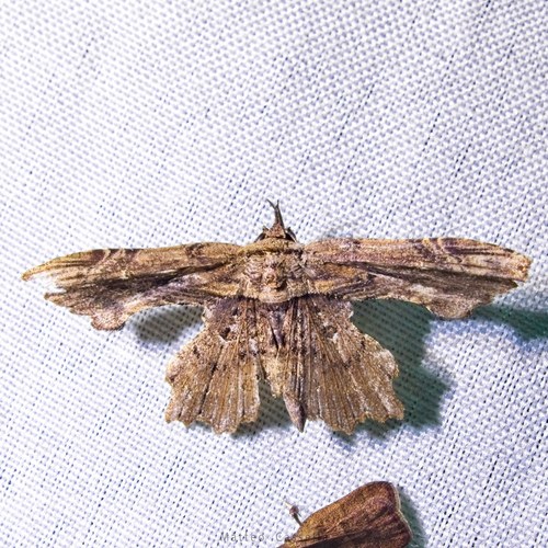 Oroscopa microdonta