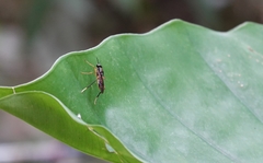 Campeprosopa longispina