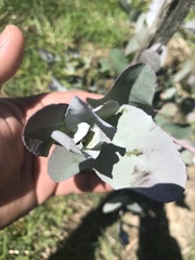 Eucalyptus morrisbyi