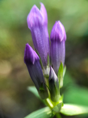 Gentianella propinqua