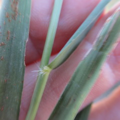 Eragrostis curtipedicellata