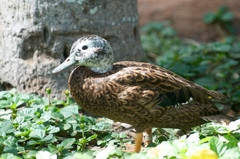 Laysan Duck photo 4
