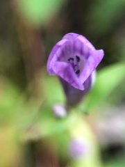 Gentianella propinqua