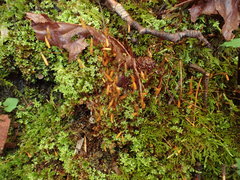 Bryum canariense