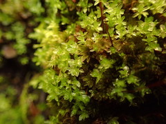 Bryum canariense