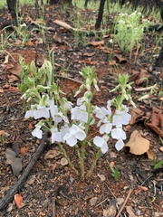 Pombalia calceolaria
