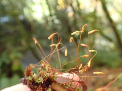 Bryum canariense