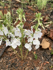 Pombalia calceolaria