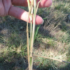 Eragrostis curtipedicellata