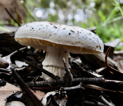 Amanita ananiceps