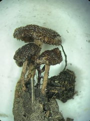 Inosperma mutatum