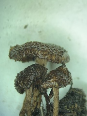 Inosperma mutatum