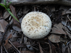 Amanita ananiceps