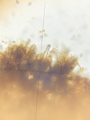 Inosperma mutatum