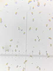 Inosperma mutatum