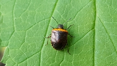 Cosmopepla uhleri