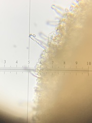 Inosperma mutatum