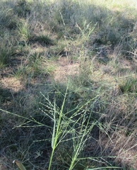 Eragrostis curtipedicellata