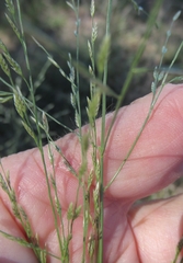Eragrostis curtipedicellata