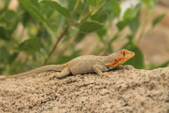 Microlophus koepckeorum